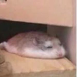 Meet your Posher, Ava